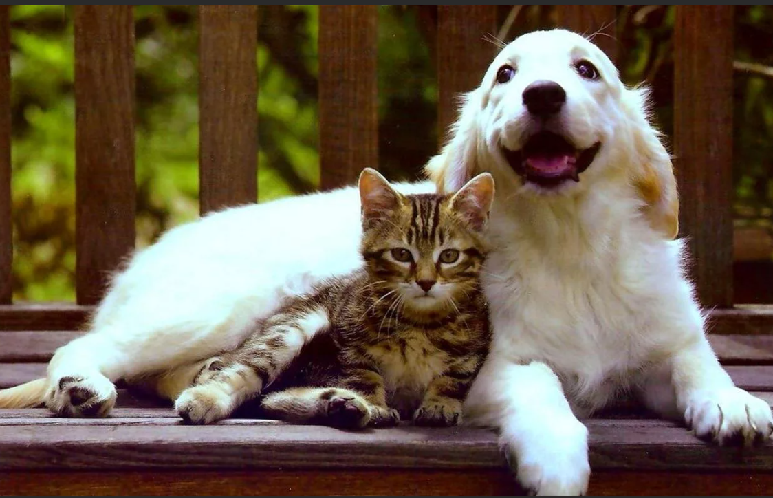 Источник фото - Яндекс.Картинки