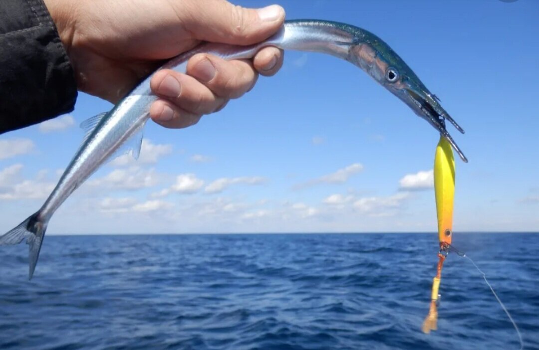 Сарган, рыба-игла, обитающая близко к поверхности воды, чаще всего на удочки рыбаков попадается осенью и зимой.