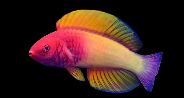 Источник: Мальдивский институт морских исследований 