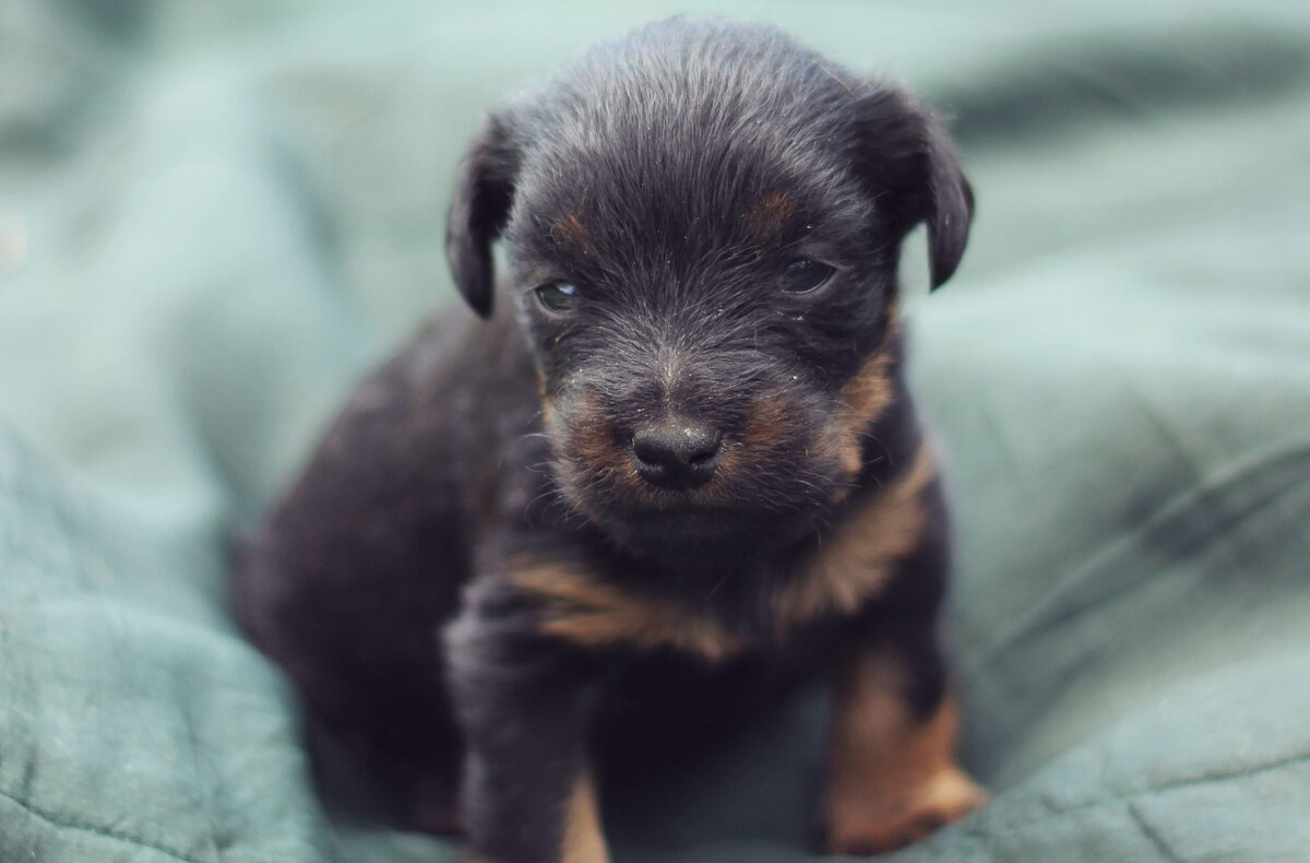 Щенок жесткошёрстного ягдтерьера (Фото: https://besthqwallpapers.com/ru/download/original/63236)