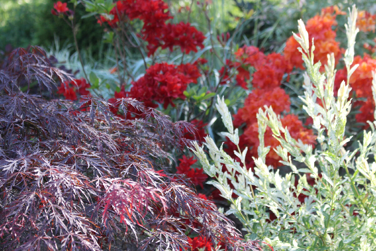 Наш сад в июне