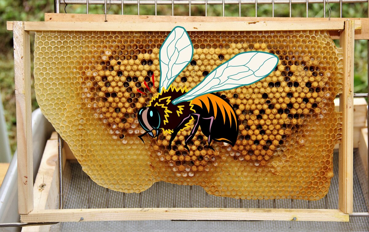 Матка кладёт неоплодотворённые яйца