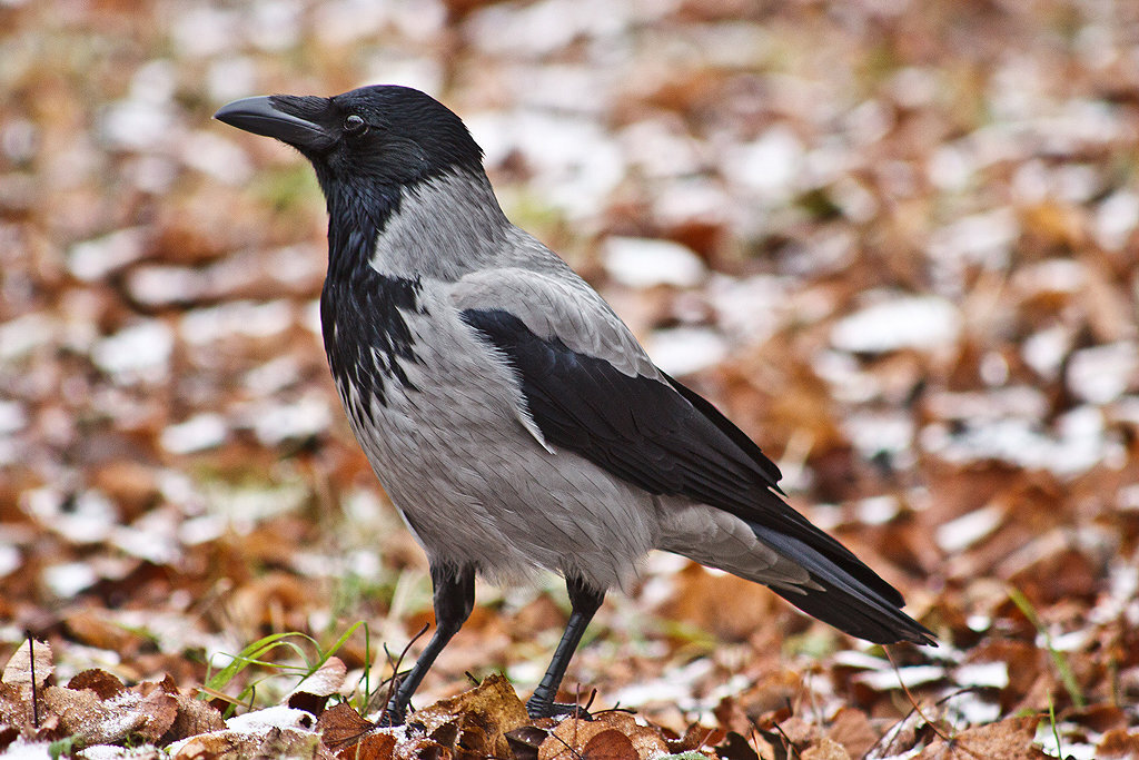 Красивая птичка. 