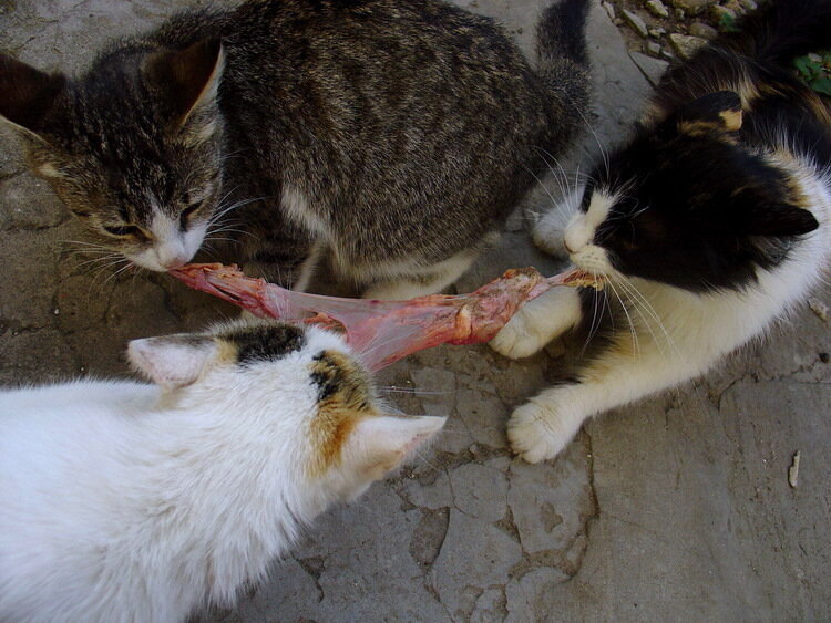 свободный доступ