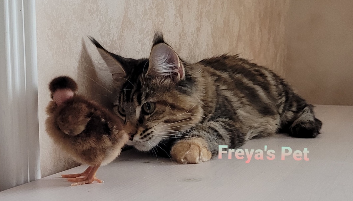 Vivian of Freya's Pet, f 09 22
