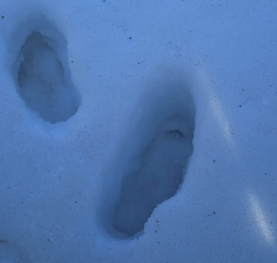 В Ленобласти снег, местами даже по колено...