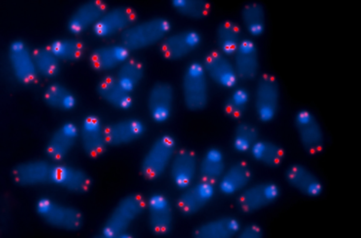 Обновленная последовательность генома человека позволит ученым изучить разнообразие в загадочных участках хромосом, таких как теломеры, выделенные здесь красным цветом.