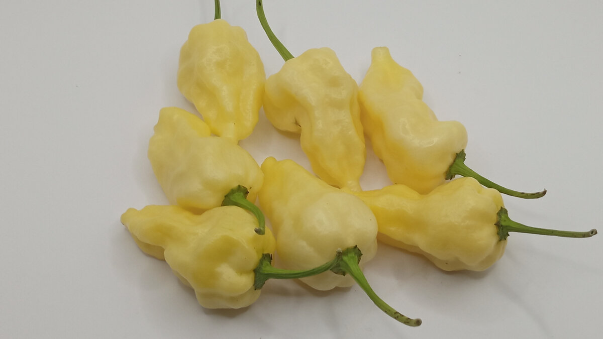 Carbonero White