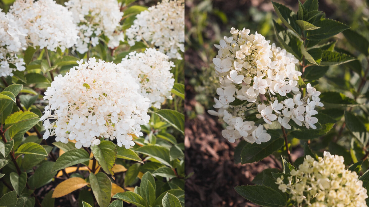 Диамантино и Бомбшел гортензии метельчатые. 2020г. 