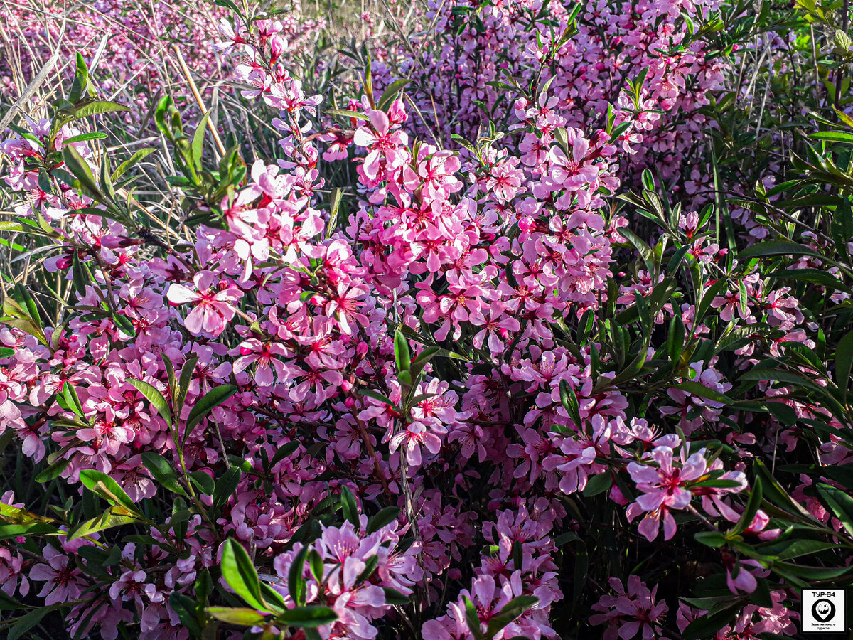 Миндаль степной (лат. Prunus tenella) | Тур-64: Заметки юного туриста | Дзен