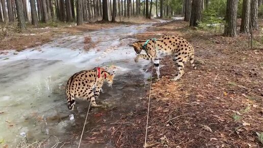 Сервалы сели в лужу. Пума показывает кулаки, а акита ушёл из дома.