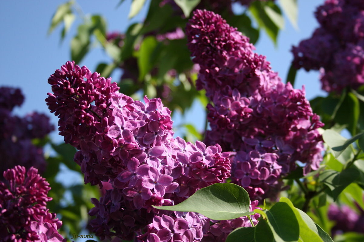 Сорта сирени. Сирень Syringa. Сирень обыкновенная красная Москва. Сирень Marceau. Сирень обыкновенная Зорька Венера.