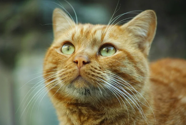 Добавьте описание