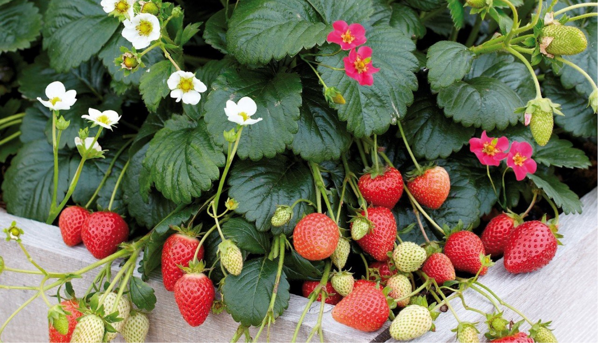 РЕМОНТАНТНАЯ ЗЕМЛЯНИКА | ВАШ ГИД 🍀 В САД🌹 И ОГОРОД 🍅 | Дзен