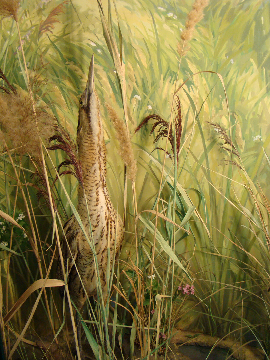 Выпь - специалист по маскировке.