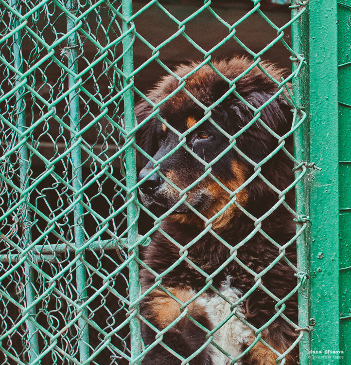 Встретимся в зоопарке. Медведь в зоопарке. Малыши в зоопарке. Швытче хобаты. Встретимся в зоопарке.