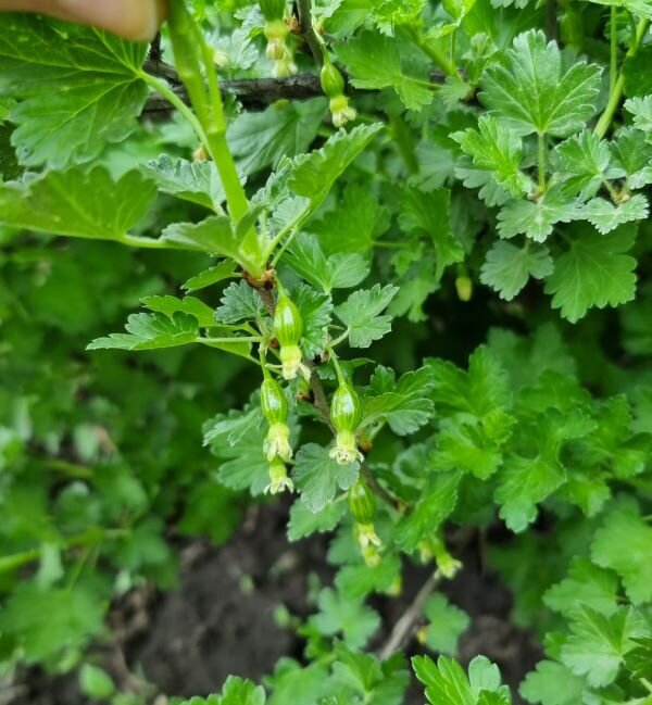 Цветёт крыжовник