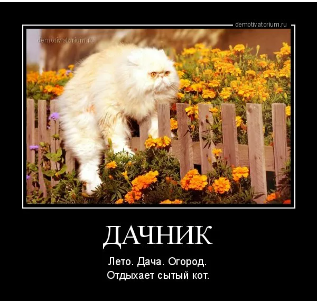 Прикольные дачные картинки с надписями