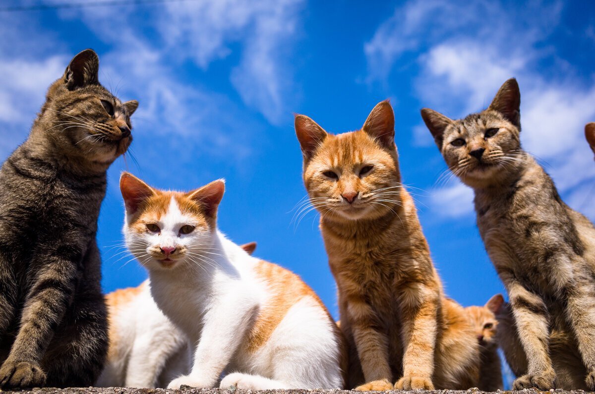 Кот все. Много кошек. Несколько кошек. Четыре кошки. Много котов