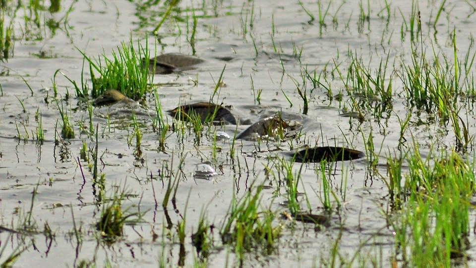 Нерест карася