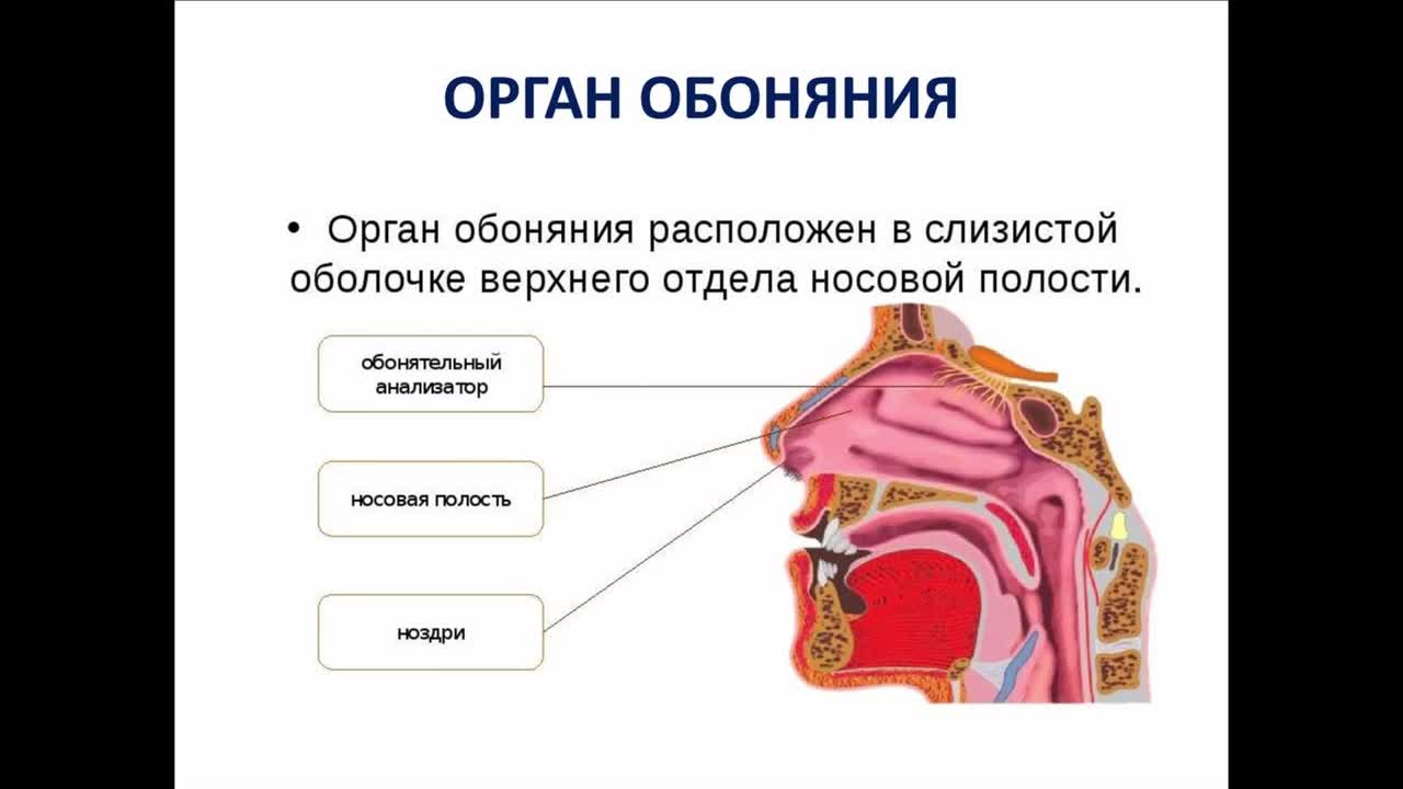 Обонятельная область носа