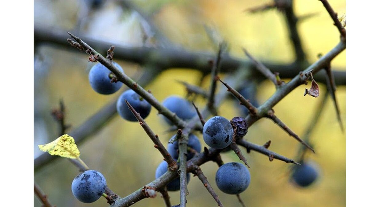 Терновник часто упоминается в литературе. Помните Братца Кролика, который просил не бросать его в терновый куст?