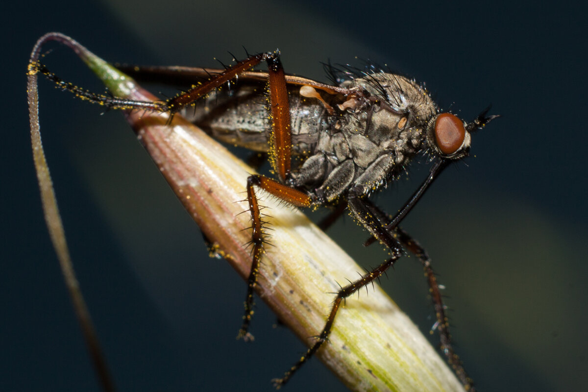 Видите жёлтый налёт? Это пыльца, толкунчики также подрабатывают оплодотворителями цветов.