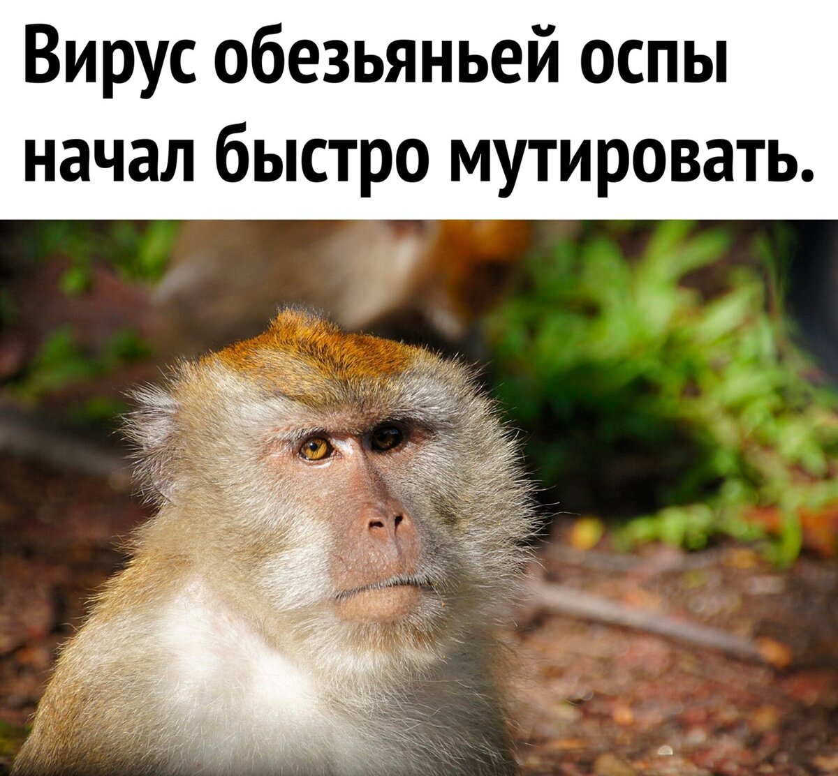 Nature Medicine: вирус оспы обезьян начал мутировать в 6-12 раз быстрее