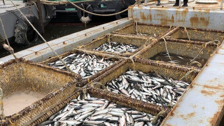 Фото: Управление Россельхознадзора по Хабаровскому краю, Еврейской автономной и Магаданской областям