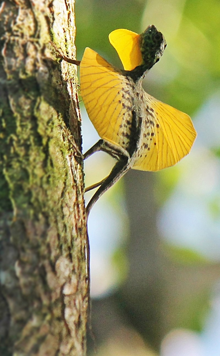 Дракончик с острова Сулавеси (Draco spilonotus)