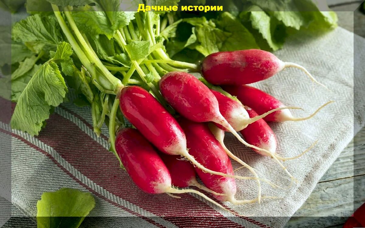 https://vk.com/photo-159774511_457254189. Редис "Сладкий хруст"