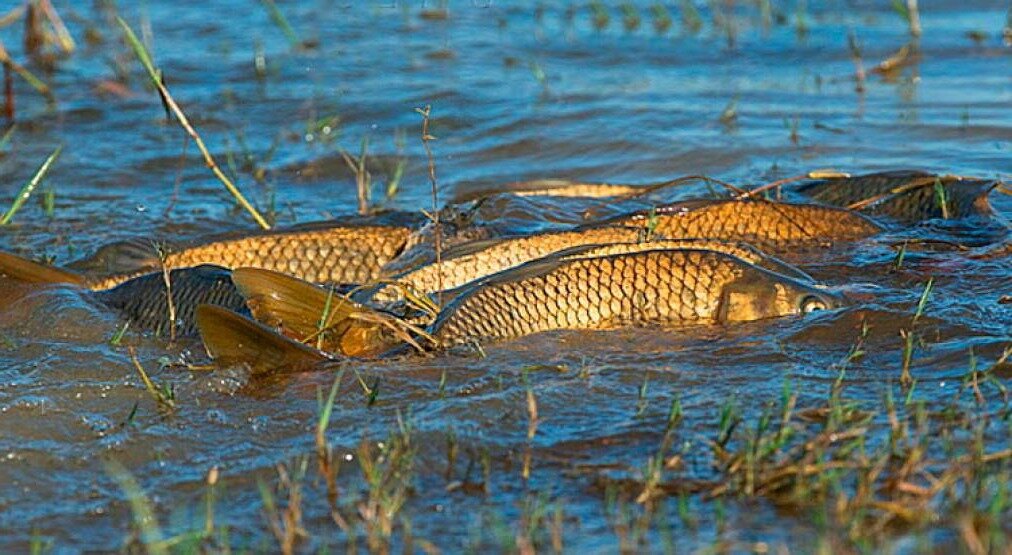 Нерест сазана. Фото из открытых источников "Яндекс картинки"