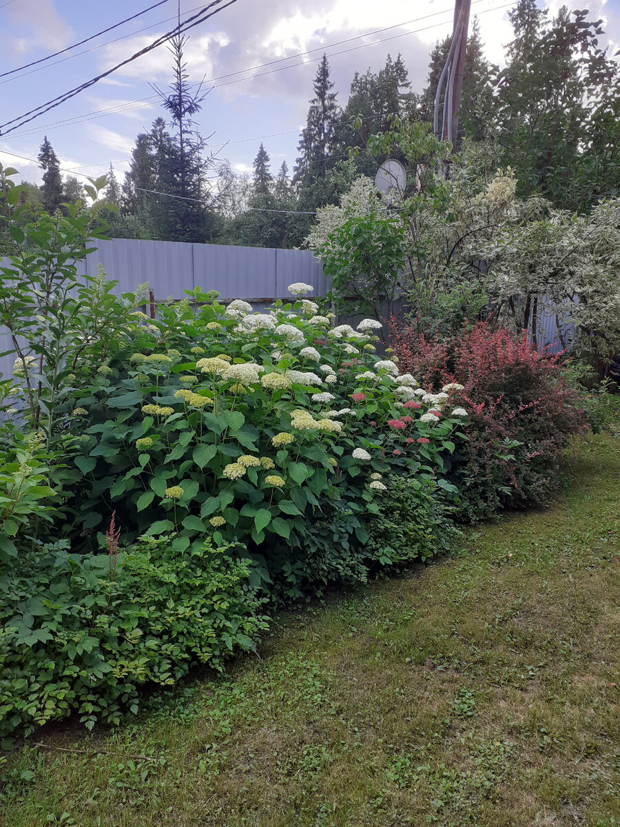 Барбарис , гортензии и дерен в моем саду 