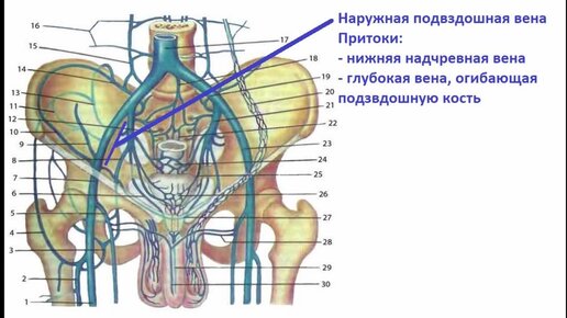 Нижней полой вены и подвздошных вен