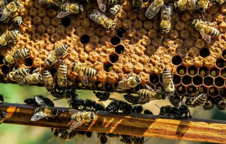    Для борьбы с клещом Варроа в Австралии прибегнут к истреблению диких пчел