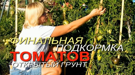 Расскажу про ФИНАЛЬНУЮ подкормку, про ФОРМИРОВКУ томатов, про ПОЛИВЫ, о защите от болезней и что делать, если томат заболел фитофторозом.