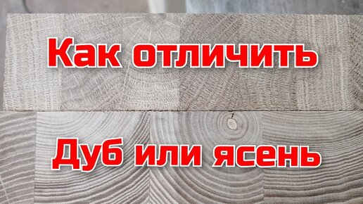 Ясень или дуб. Что тяжелее дуб или ясень. Различить дуб от ясеня. Что дороже дуб или ясень.