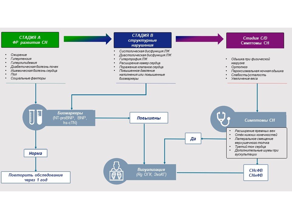 Адаптировано из Heart Failure: An Underappreciated Complication of Diabetes. A Consensus Report of the American Diabetes Association https://doi.org/10.2337/dci22-0014