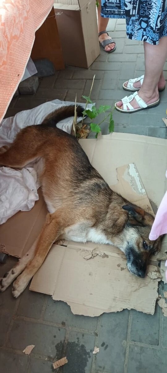 Волгоград ❌❌ Собака лежит на рынке, с воскресенья без помощи, обездвижена, похоже отравлена, даже голову не поднимает, и всем всё равно, ну как же так?? 
Неужели будем дожидаться, когда погибнет??? 
Срочно нужны фин. Помощники, а в идеале  конечно куратор😭
Пишите, если готовы помочь! 
Может получится ещн спасти её??? 
✍️8 960 892 17 31