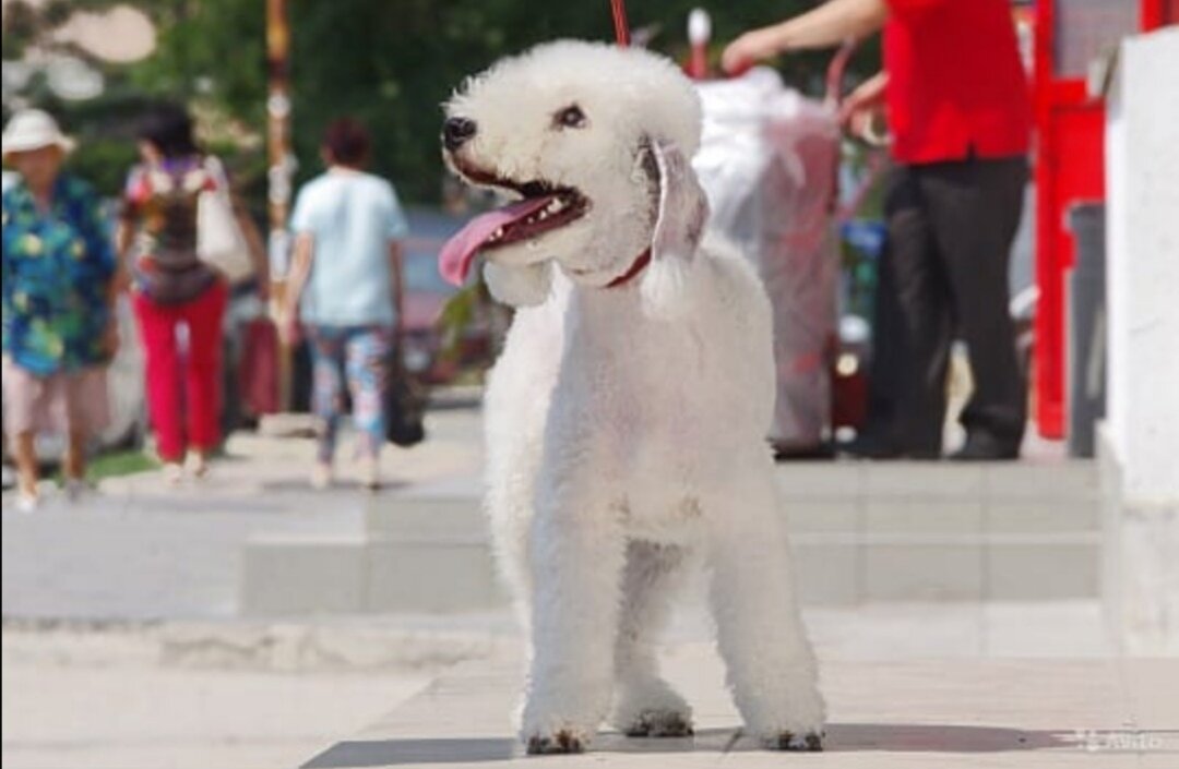 "Овечка с сердцем льва".