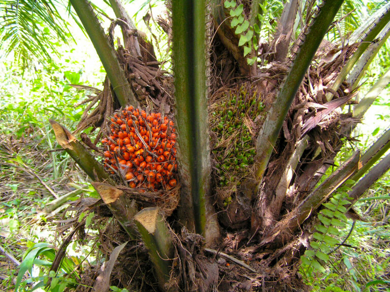 Плоды Elaeis guineensis за две недели до созревания. Фото: Bongoman wikimedia.org 