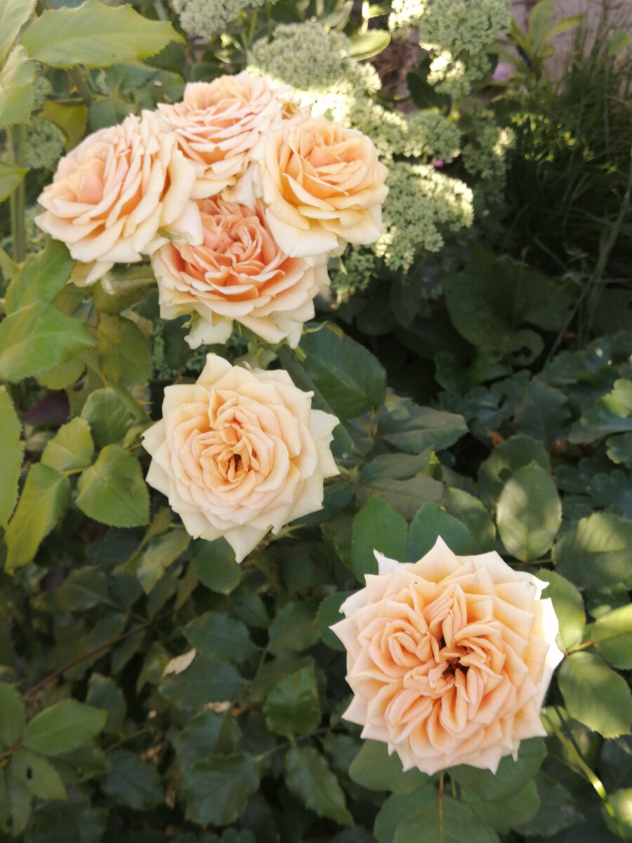 Роза ноу-нейм. Фото автора.