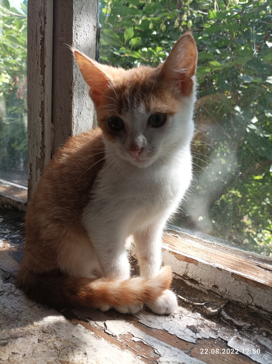 Любит сидеть на подоконнике. 