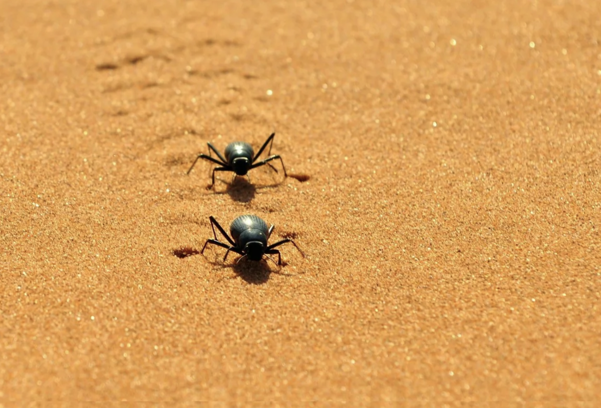 жук чернотелка пустынный. пустынный жук. пустынный жук. чернотелка намиб. жук чернотелка степная.
