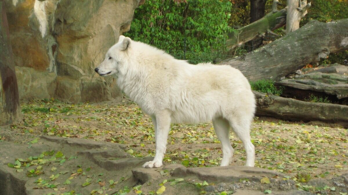    Арктический волк (Canis lupus arctos) в зоопарке БерлинаCC BY-SA 3.0 / Aconcagua /