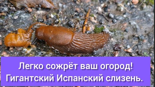 Испанский слизень фото чем опасен для человека