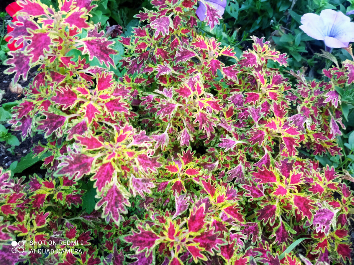 А у этого сорта очень рассеченные листья, с красивой каймой по краю, очень интересное сочетание цвета и формы.