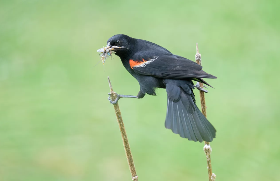 Жан Клод Ван Трупиал готов защищать своё гнездо. 