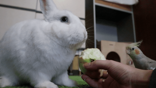 Кролик Моти кушает яблоко 🍏 Попугаи помогают