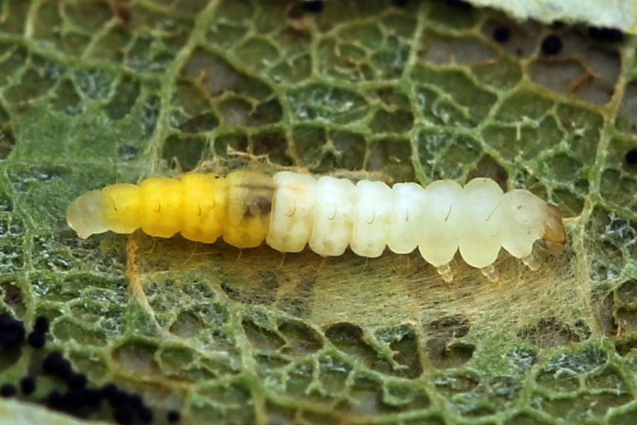 Phyllonorycter populifoliella. Тополиная моль гусеница. Личинки Тополиной моли. Пестрянка личинка.